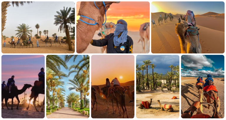 Smile Voyage Promenade En Chameau A Agafay Ou A La Palmeraie